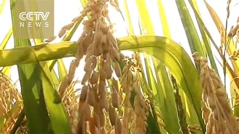 Chinas Super Rice To Yield Record Tons Per Hectare Youtube