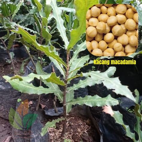 Jual Bibit Kacang Macadamia Agro Bibit Id