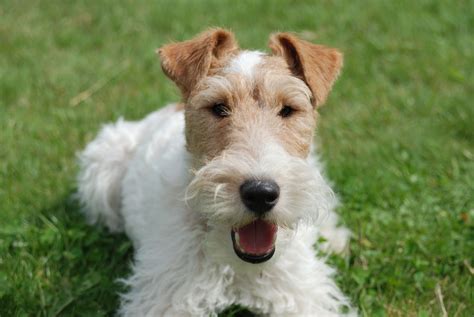 Wire Fox Terrier - Dog Breeders Guide