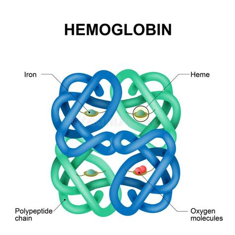 structure  hemoglobin molecule hemoglobin tattoo nucleus