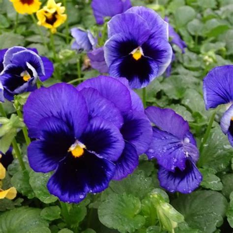 Large Flowered Pansy F Carrera Blue Blotch Viola Wittrockiana Deep