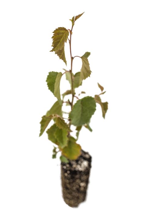 Silver Birch | Medium Tree Seedling – The Jonsteen Company