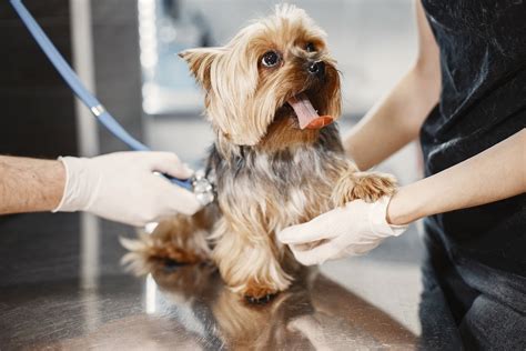 Problemas De Piel En Perros Causas Y Tratamientos Efectivos Pets Table