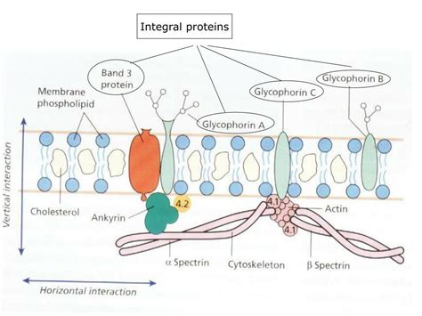 PPT - Red Blood Cell Membrane Structure PowerPoint Presentation, free ...