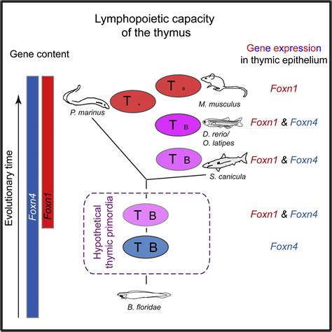 Conversion Of The Thymus Into A Bipotent Lymphoid Organ By Replacement