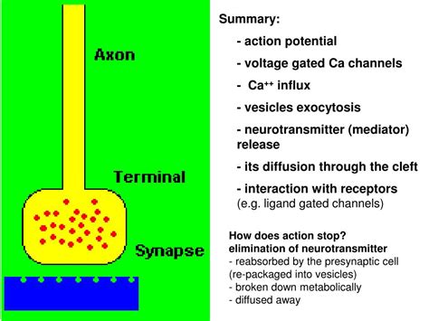 Ppt Biophysics Of Action Potential Synapse Powerpoint Presentation