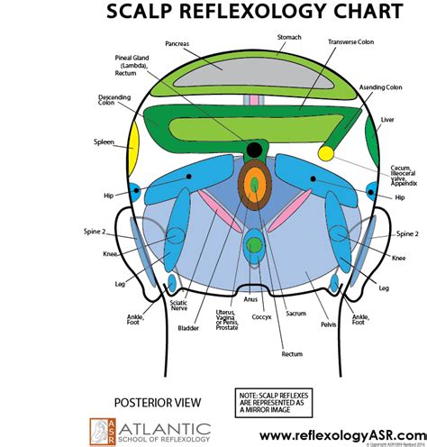 Scalp Reflexology Chart (posterior view in 2024 | Reflexology chart ...