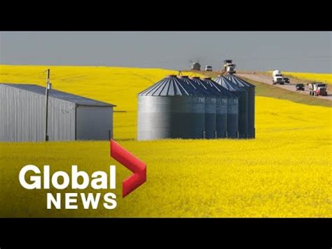 Clean Fuel Regulations Driving Up Demand For Canola But Can Farmers