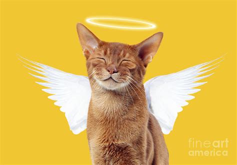 Angel Cato Blank Template Imgflip