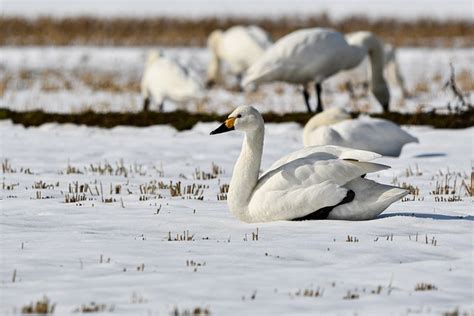 Bird Waterfowl Swan Whooper Free Photo On Pixabay