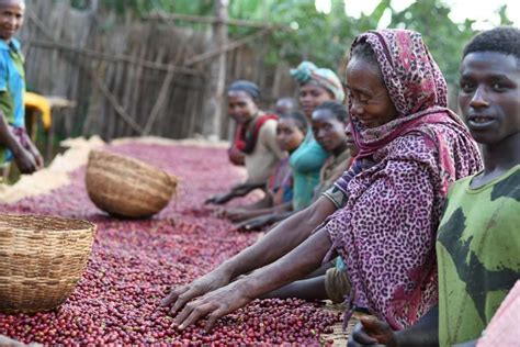 From tree to cup | The coffee farming process | Two Before Ten