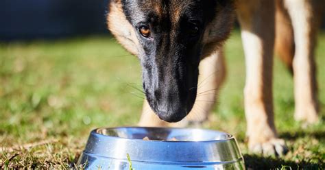 Cu Nta Comida Debes Darle A Tu Perro Una Gu A De Cachorro A Adulto