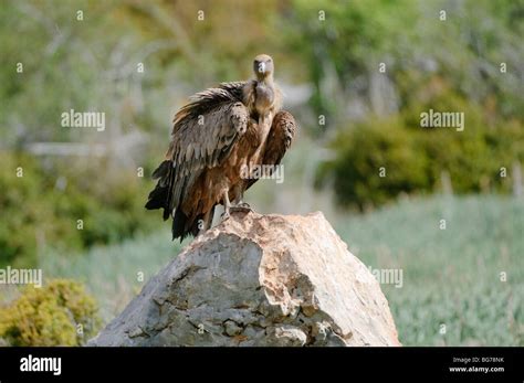 Vautour Fauve Perché Sur Un Rocher Espagne Photo Stock Alamy