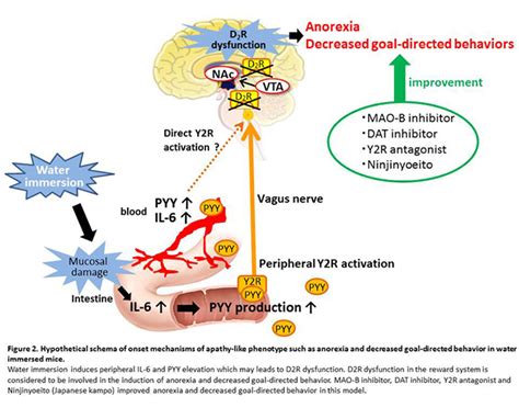 Peptide YY Causes Apathy-Like Behavior via the Dopamine D2 Receptor in ...