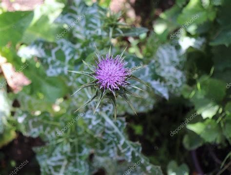 Silybum marianum también conocido como cardo santo en pleno esplendor