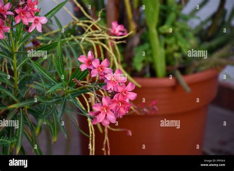 Poisonous Adelfa (Nerium oleander) flowering plant growing in Acapulco, Mexico Stock Photo - Alamy