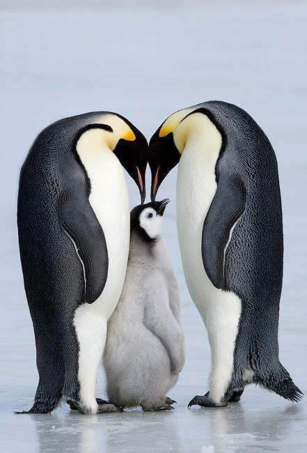 Familie Kaiserpinguin Vereint Penguins Emperor Penguin Baby Penguins