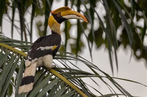 Mengulik Berbagai Fakta Menarik Dari Burung Enggang Hewan Langka Dari