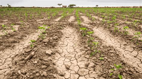 Buenos Aires Y Santa Cruz Son Declaradas Bajo Emergencia Agropecuaria