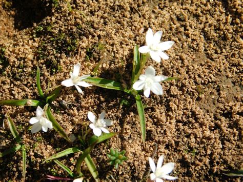 Mini Capestar From Greyton Nature Reserve 7233 South Africa On May 15