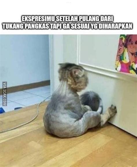 9 Meme Ekspresi Waktu Habis Cukur Rambut Bikin Mesam Mesem