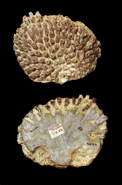 Silurian Coral Fossil Photograph By Natural History Museum London Pixels