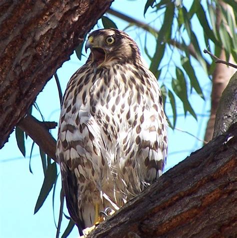 Free baby_hawk Stock Photo - FreeImages.com