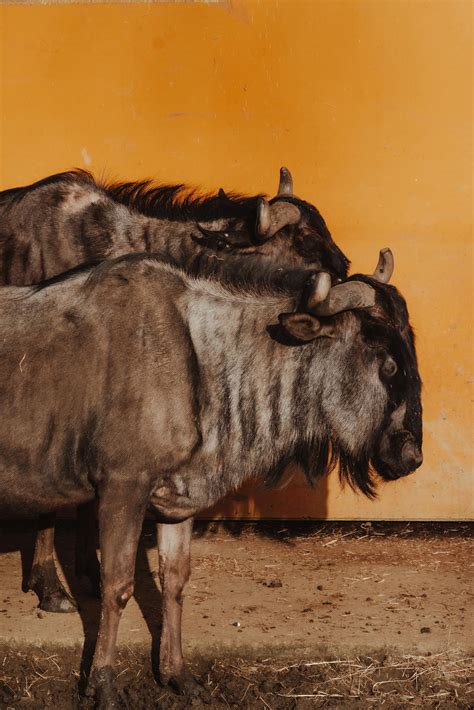 Oxen Photos, Download The BEST Free Oxen Stock Photos & HD Images