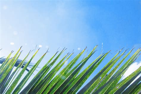 Banco De Imagens árvore Natureza Ramo Plantar Céu Campo Gramado