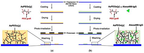 Synthesis And Characterization Of Polyethylene Glycol Grafted