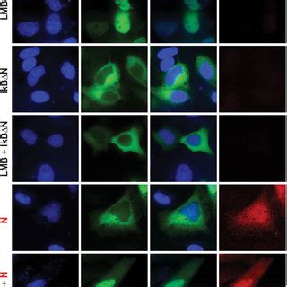 Fragment N does not inhibit NF κB nuclear translocation A 250 000