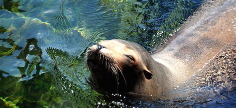 California Sea Lion Habitat