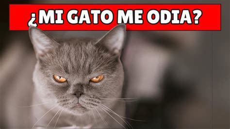 Acaso tu gato te odia Averigualo en éste video YouTube