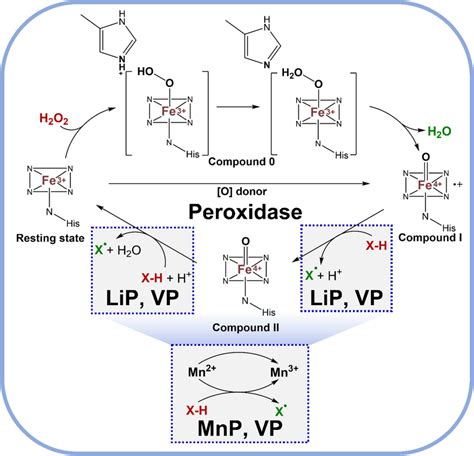 General Mechanism Of Peroxidases LiP Lignin Peroxidase MnP Manganese