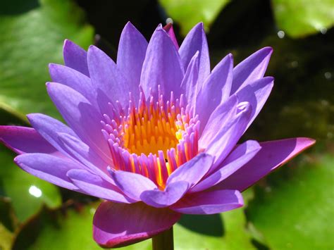 Purple Lotus Wallpapers - Top Free Purple Lotus Backgrounds ...