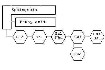 Gangliósidos estructura funciones síntesis y aplicaciones
