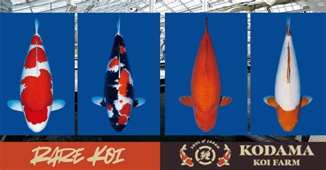 koi   rarest    judge superiority