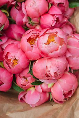 Pink Peony Flowers By Stocksy Contributor Kristin Duvall In