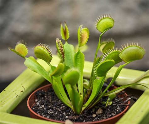 Carnivorous plants: 5 fascinating varieties to grow indoors | Homes ...