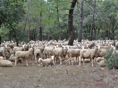 Castilla La Mancha Paga Del Por Ciento Del Anticipo De Las Ayudas