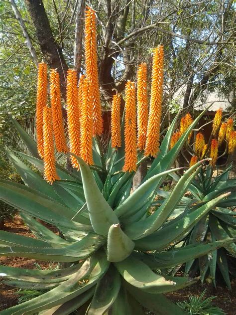 Cape Aloe Desert Horizon Nursery