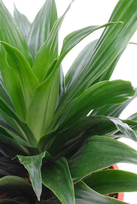 Dracaena Compacta Drakenbloedboom Cm Kopen Planten Nl