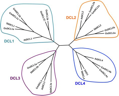 Phylogenetic Tree Of DCL Genes In Soybean Sorghum Arabidopsis And