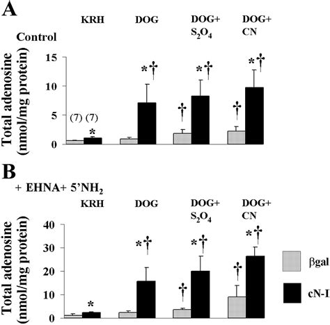 Metabolic And Functional Consequences Of Cytosolic 5′ Nucleotidase Ia