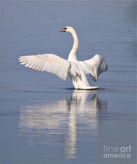 Swan Beauty Photograph by Fearless Fox - Fine Art America