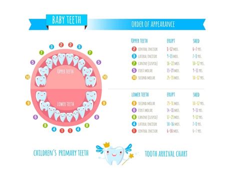 23 Baby Tooth Arrival Chart Royalty-Free Images, Stock Photos ...