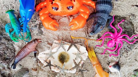 Mencari Hewan Laut Bintang Laut Ubur Ubur Teripang Kelomang Lobster