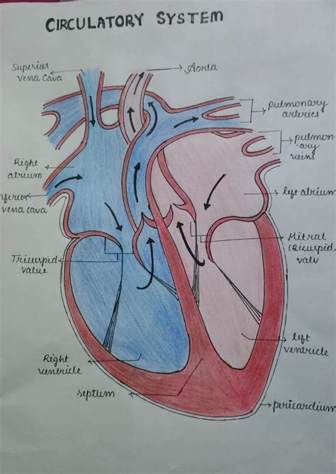 Circulatory System Drawing For Skool Pjct Circulatory System Projects