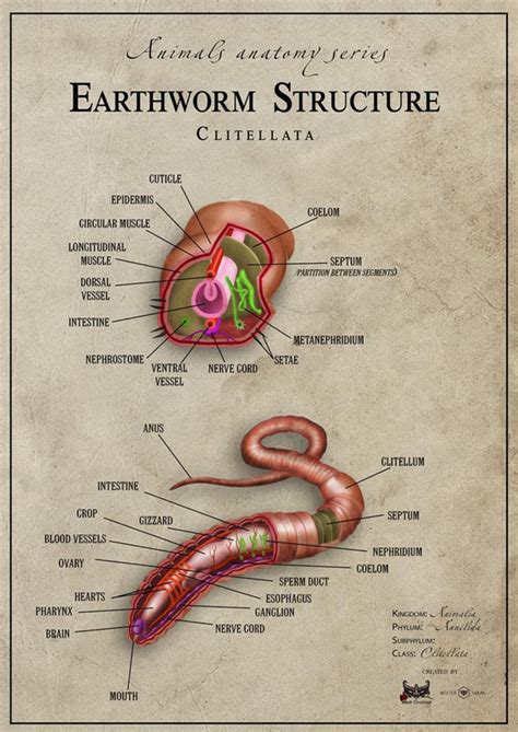 Earthworm anatomy - United Kingdom