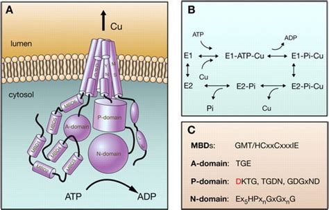 Function And Regulation Of Human Copper Transporting Atpases